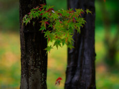 紅葉