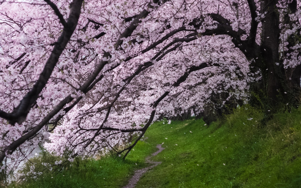 桜吹雪