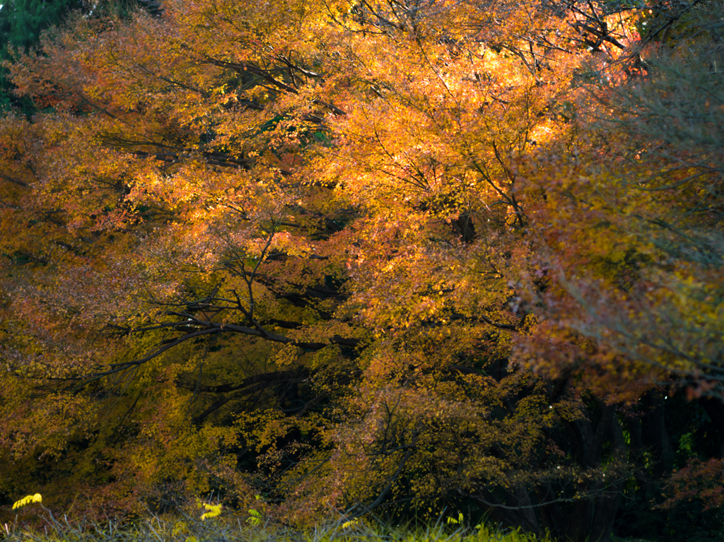 燃える紅葉