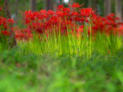 曼珠沙華