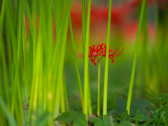 曼珠沙華