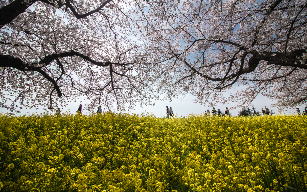 桜