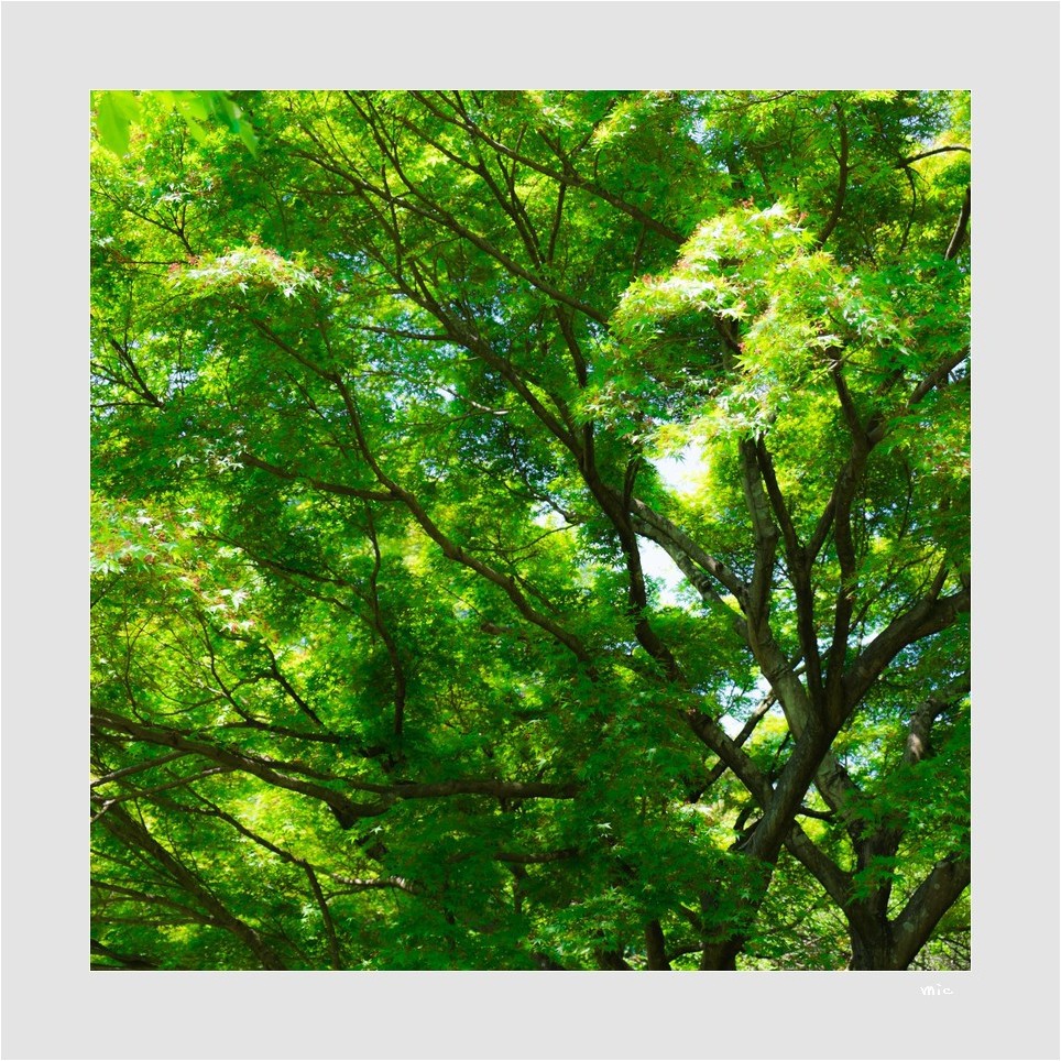 奥多摩の新緑