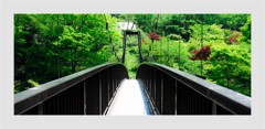 奥多摩の新緑