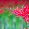 曼珠沙華