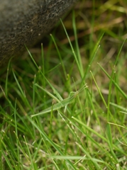 Batta in Grass