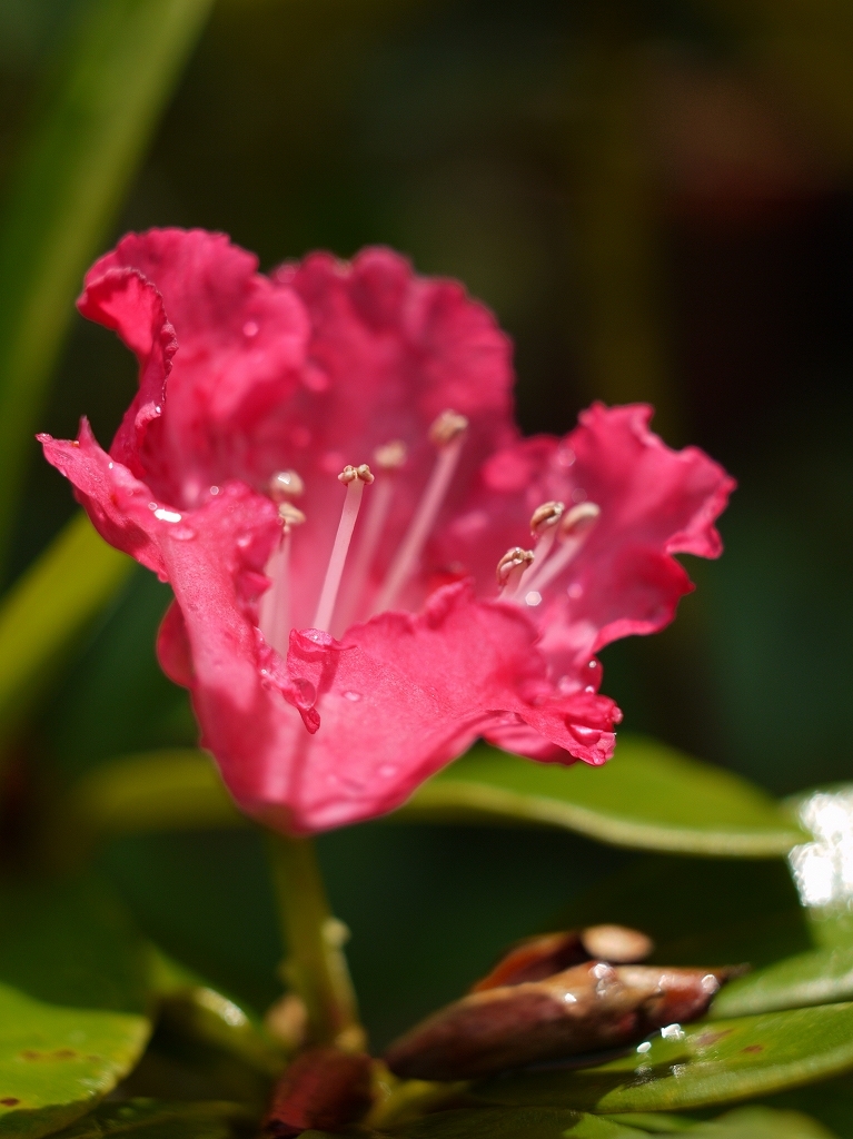 sunshower (1)