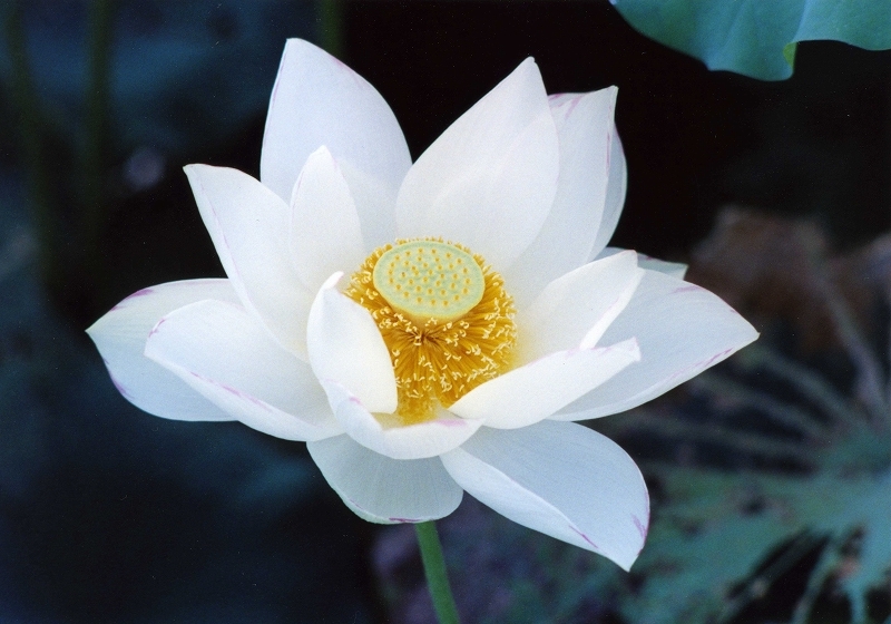 ご褒美