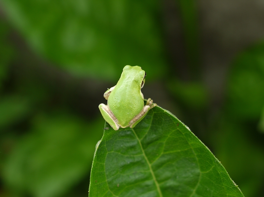 せえの、