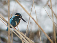 カワセミ（雪景色バージョン④）