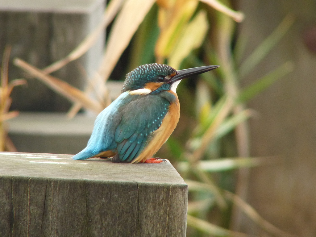 カワセミ