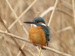 カワセミ