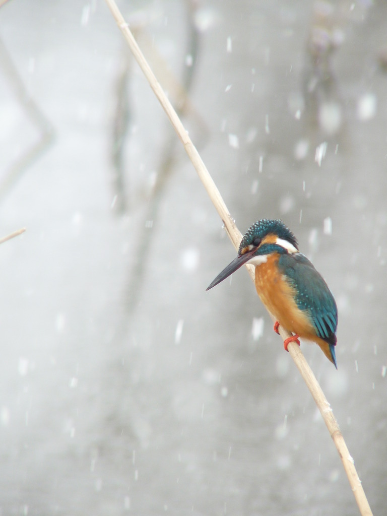 カワセミ（雪景色バージョン③）