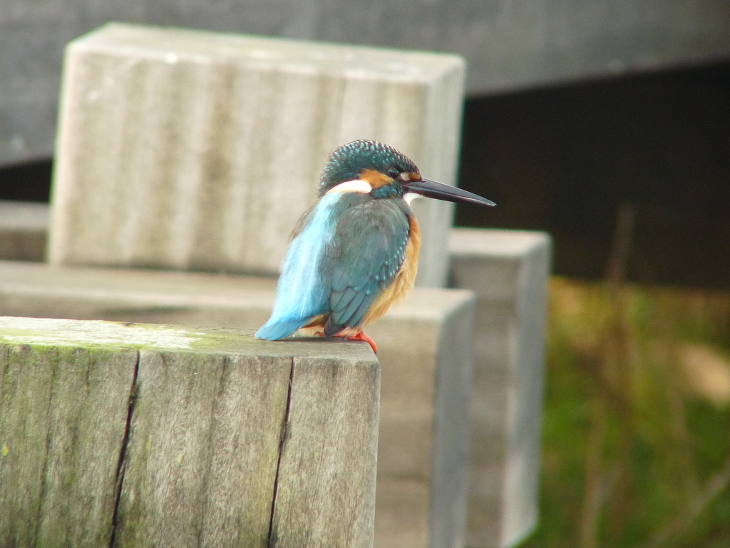 カワセミ