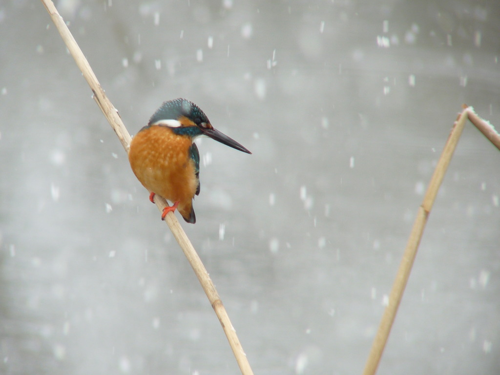 カワセミ（雪景色バージョン①）