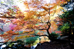 華やか