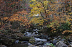 照葉峡の紅葉