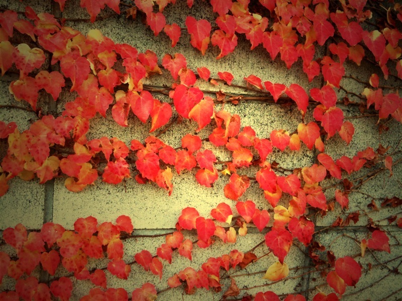 壁を這う秋