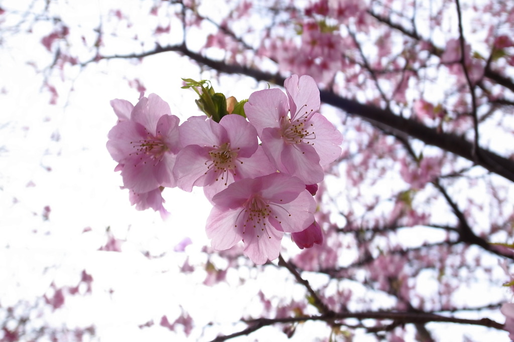 ひかりにみちた世界に咲く花