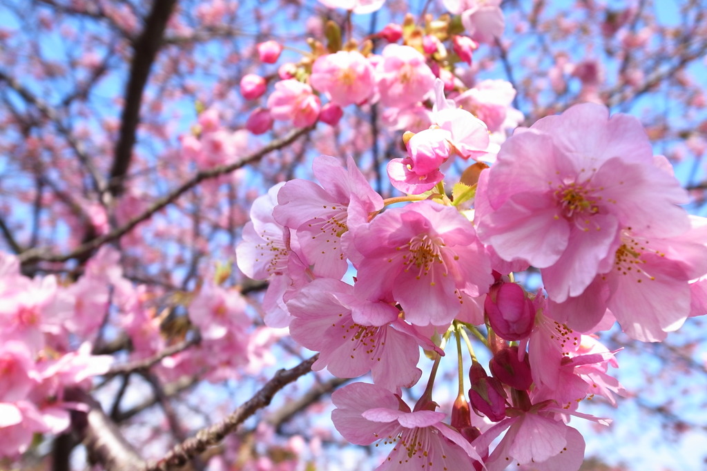 華やぎ