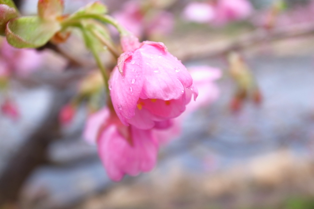 雨ニモ負ケズ