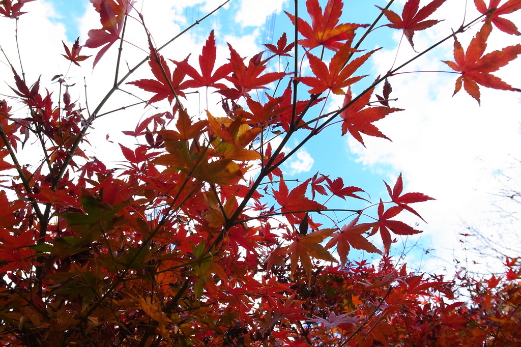 紅い自己存在