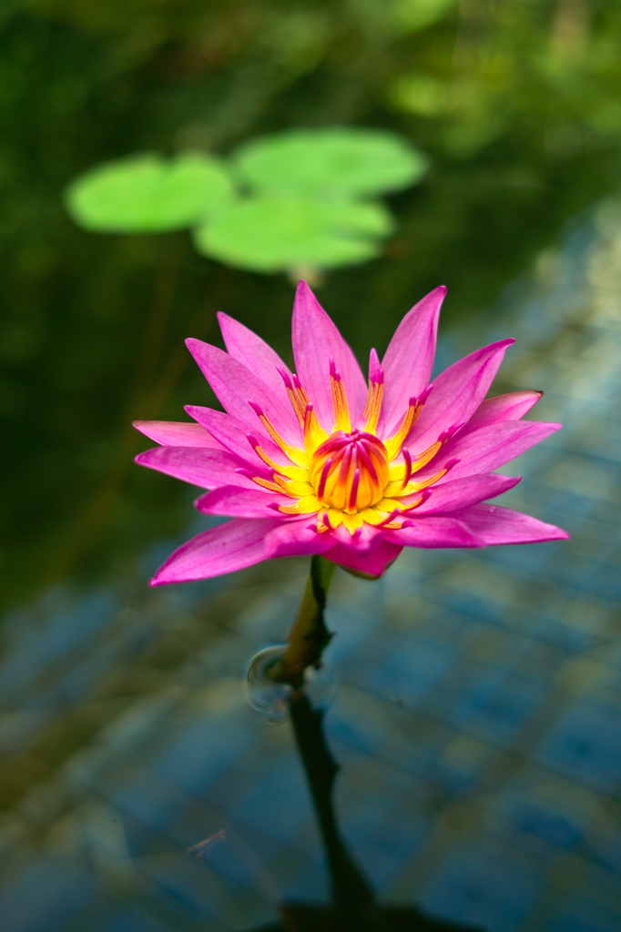 魅惑