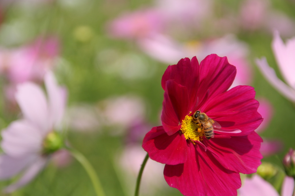 花とミツバチ