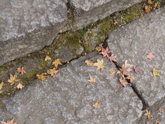 P1010239