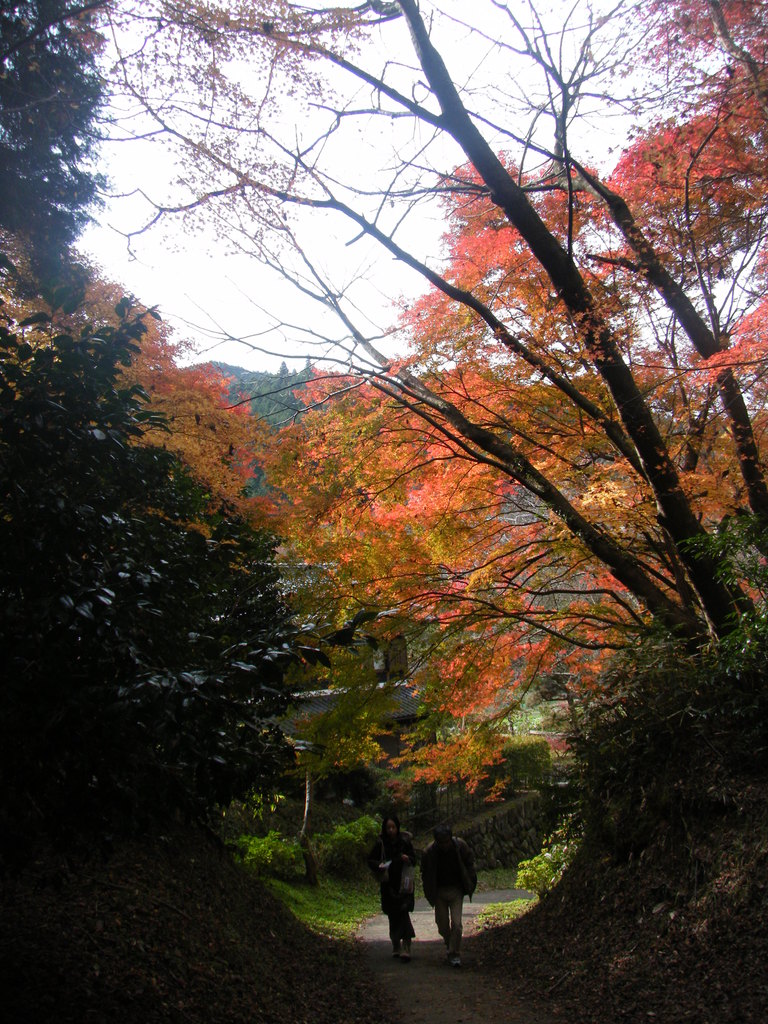 DSCF7561