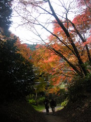 DSCF7561