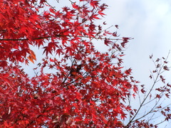 DSCF7714