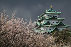 名古屋城と白梅
