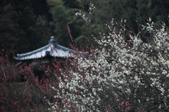 紅梅白梅