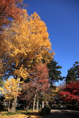 イチョウ神社