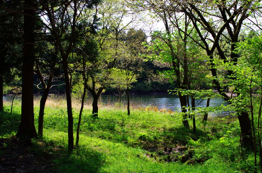 in the forest