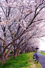 桜道