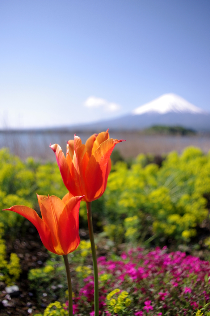 Two flowers