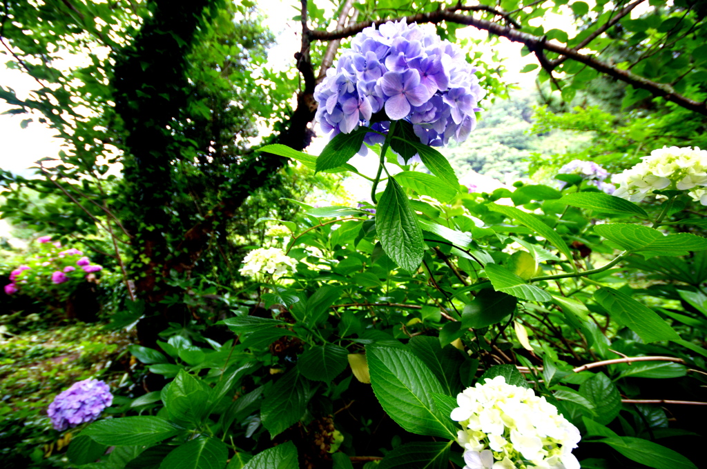 Hydrangea