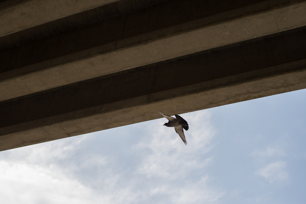 flying under the bridge..