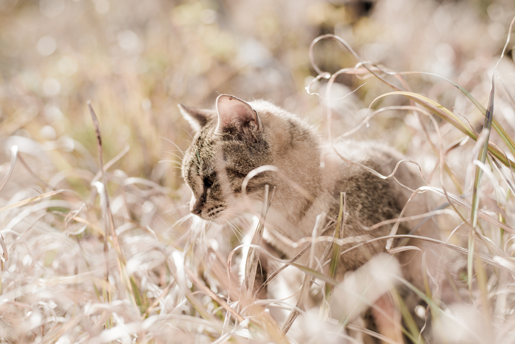 friendly stray cat..