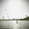 Gull