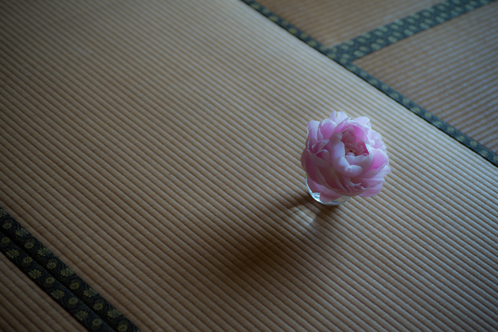 R. asiaticus..