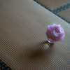 R. asiaticus..