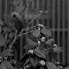 camellia..