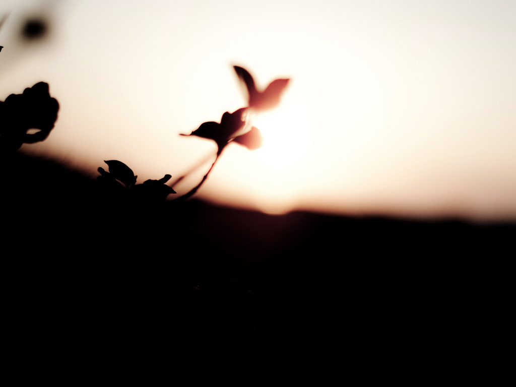 gOod morning, wildflowers..