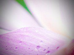 Color of Lotus