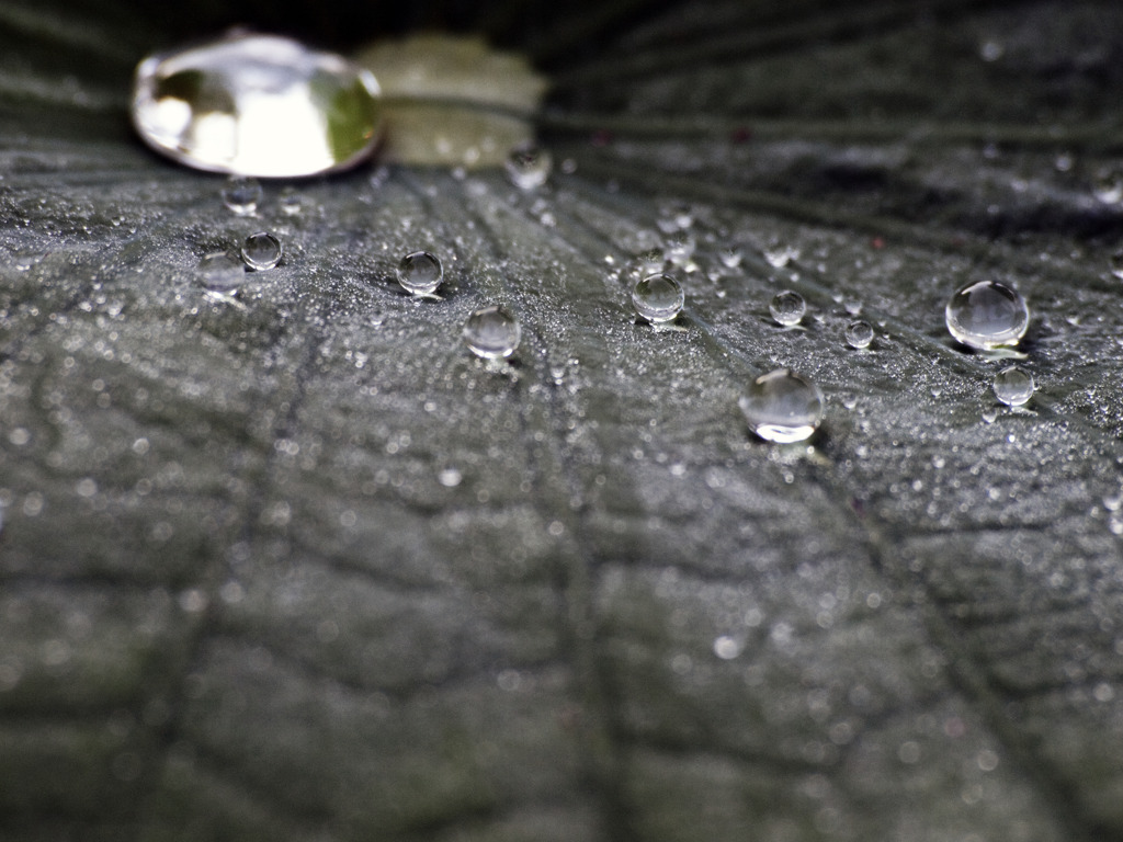 dRop
