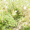 The Road to Wonderland