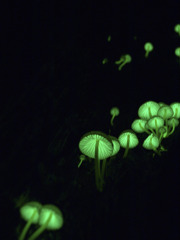 Mycena lux-coeli